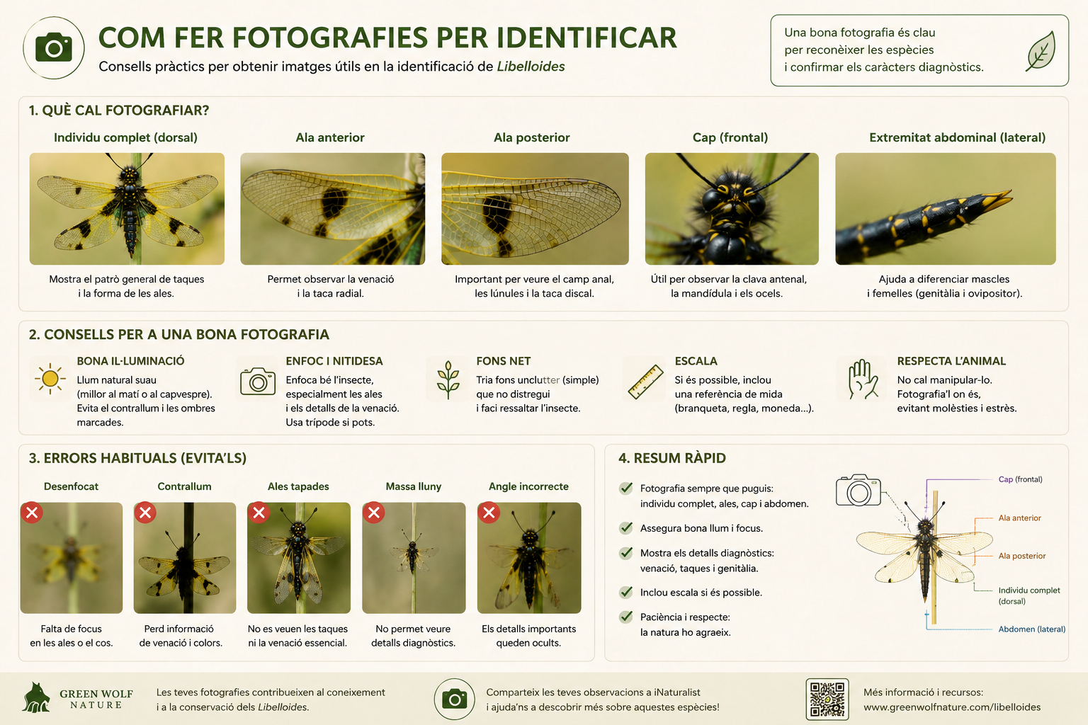 Consells per fer fotografies útils per identificar Libelloides
